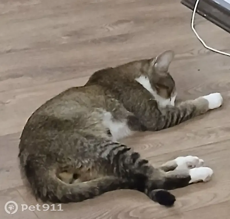 Пропала кошка, Восточная улица, 22 сА, Краснодар — котик Марсик, 11 месяцев - photo