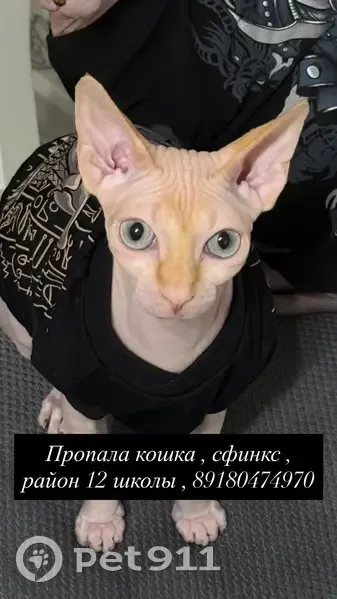 Пропала кошка, улица Кирова, 129, Армавир — бежевая девочка, голубые глаза - photo