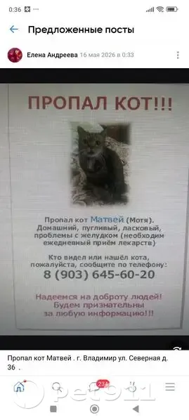 Пропала кошка, Северная улица, Владимир - photo