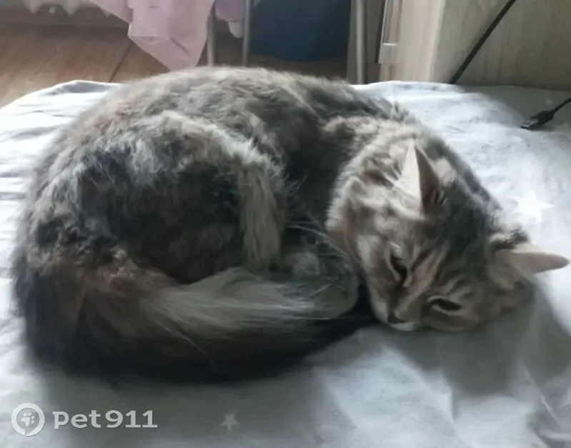 Пропала кошка, улица Менжинского, 45, Пермь — сибирская, длинношёрстная, пушистый хвост - photo