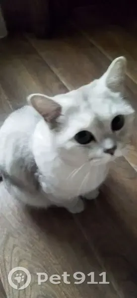 Пропала кошка, улица Кулибина, 1, Йошкар-Ола — очень разговорчивый, кастрирован - photo