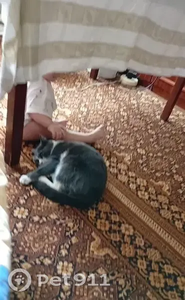 Пропала кошка, Советская улица, 2, Старица — дымчато-серая, с белой грудкой и лапками - photo