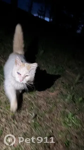 Пропала кошка, проспект Геннадия Айги, Чебоксары - photo