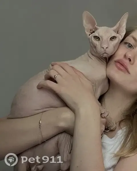 Пропала кошка, улица Кутузова, 13, Сыктывкар — сфинкс, светлый окрас, изумрудные глаза - photo