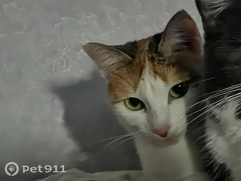 Пропала кошка, Крымская улица, 24, Стерлитамак — трёхцветная, отзывается на Алиса/Алисочка - photo