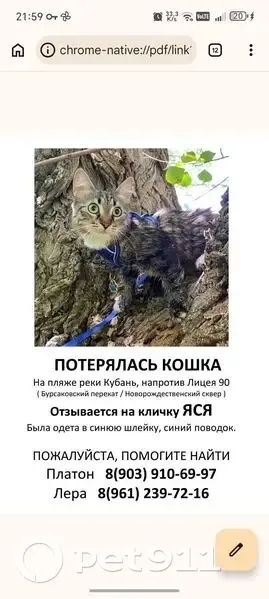 Пропала кошка, улица 70 лет Октября, Краснодар — синяя шлейка, пёстрый табби, белые носочки - photo