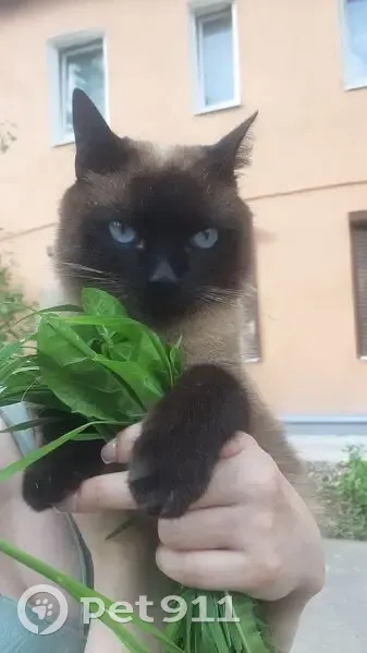 Пропала кошка, улица Комсомольца Зверева, 25/26, Великие Луки — сиамский котик, был на самовыгуле - photo