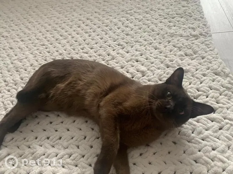 Пропала кошка, 169, Литвиново — соболиный окрас, кот Спайк, худой - photo