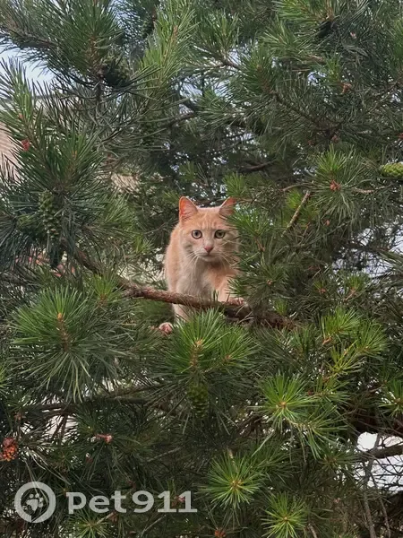 Пропала кошка, Сиреневая улица, 5, Первомайский — персиковая, с полосатым хвостом - photo
