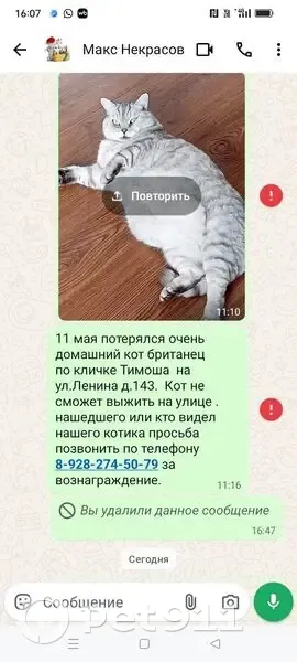 Пропала кошка, Крымск, Краснодарский край — британец, серополосатая, 12 лет - photo