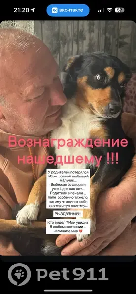 Пропала собака, Рыздвяный, Михайловск — хромает на заднюю лапку, после операции - photo
