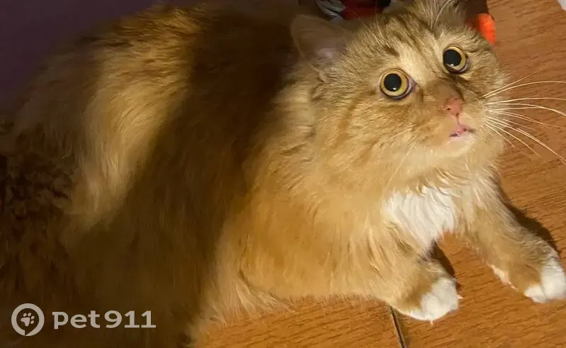 Пропала кошка, Кемеровская улица, 9, Кемерово — рыжая с белой грудкой, белые лапки, Кировский район - photo