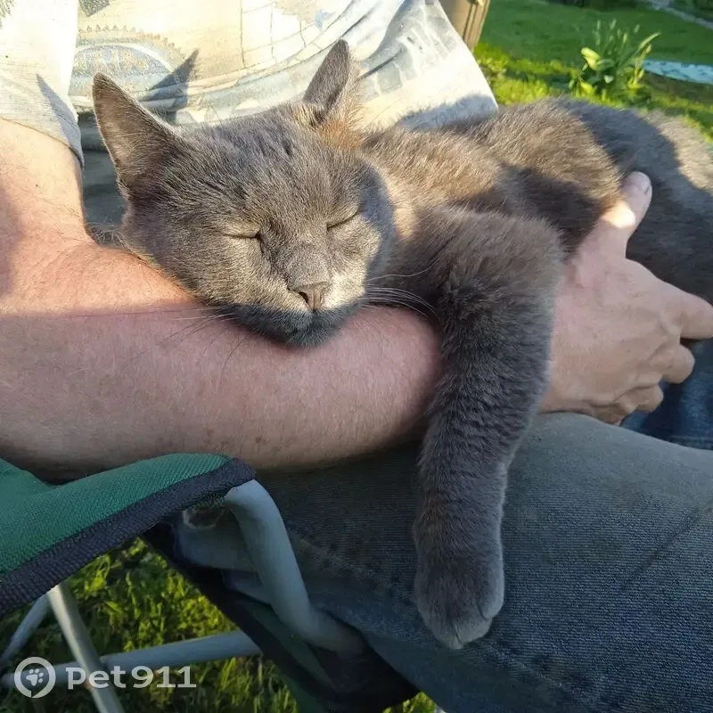 Пропала кошка, улица Чернышевского, 3, Химки — серого цвета, отзывается на Василий и Зайка - photo