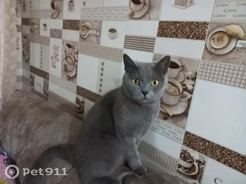 Пропала кошка, Баранковская улица, Вологда — темно-зелёный ошейник - photo
