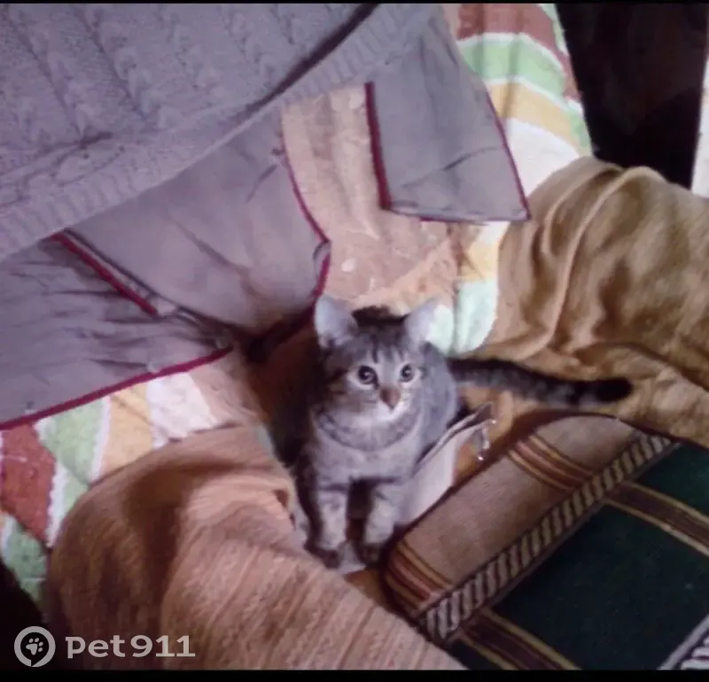 Пропала кошка, Лесная улица, 4, Балашиха — серая полосатая кошка Ася - photo