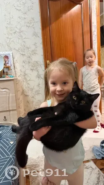 Пропала кошка, проспект Дружбы, 9, Курск — чёрная Ночка, выбриты передние лапы и левый бок - photo