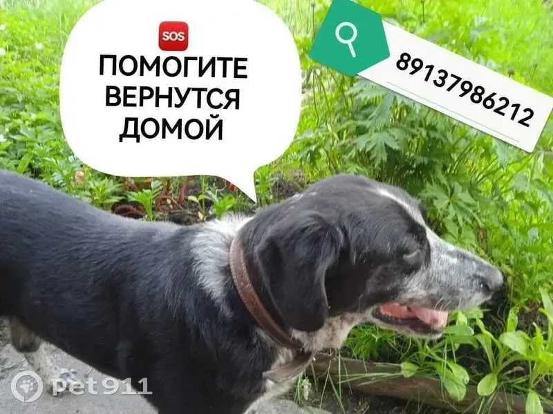 Пропала собака, Звёздная улица, 20, Новосибирск — пожилой охотничий пёс Тихон в серо-зелёном ошейнике - photo