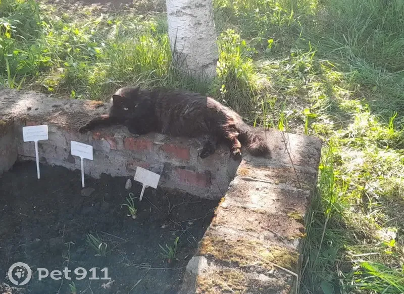Пропала кошка, Днепропетровская улица, 23 к3, Москва — черная, пушистая с коричневым подшерстком - photo