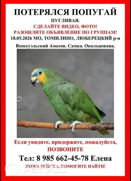 Пропала птица, улица Линькова, 13, Томилино, Томилино — попугай Симочка, окольцована - photo