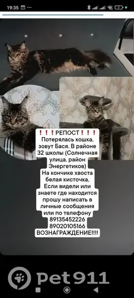 Пропала кошка, Солнечная улица, 86, Абакан — белый кончик хвоста, мейн-кун - photo