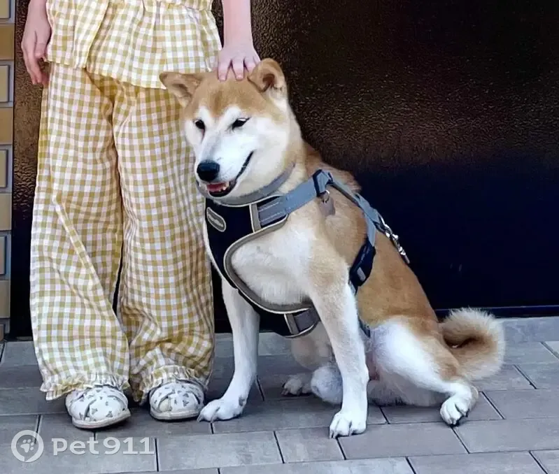 Пропала собака, Южно-Лыткаринская автодорога, 2А, Суханово — сиба-ину, 8 лет, в сером ошейнике от клещей - photo