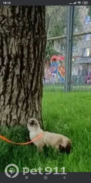 Пропала кошка, Народная улица, 4А, Губкин — сиамская, пугливая - photo