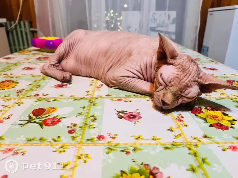 Пропала кошка, Центральная улица, Топорково — кремовый окрас, спокойная - photo
