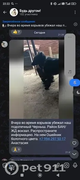Пропала собака, Коммунистическая улица, 39, Невинномысск — чёрный пёс по кличке Черныш - photo