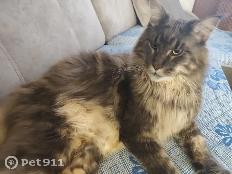Пропала кошка, Малоярославец, Калужская область — домашний кот, 3 года, мейн-кун, серый, кличка Боня - photo