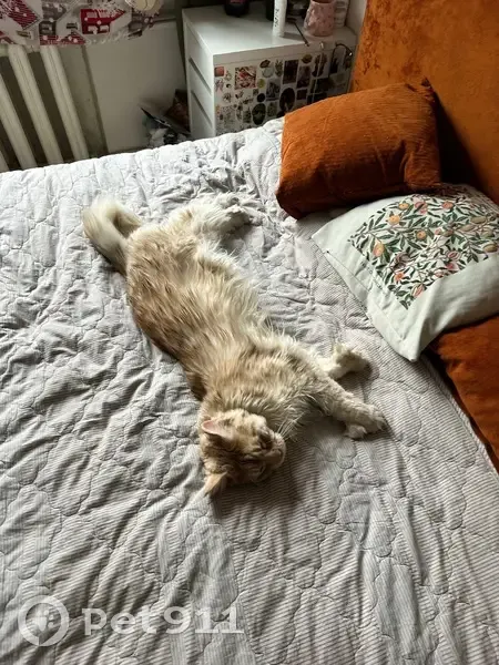 Пропала кошка, улица Гончарова, 17В, Москва — мейн-кун, очень большая, по 6 пальчиков на лапке - photo