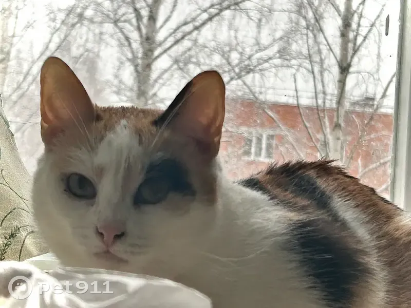 Пропала кошка, Верхняя Убыть, Удмуртия, Глазовский район — трёхшёрстная, домашняя, пугливая - photo