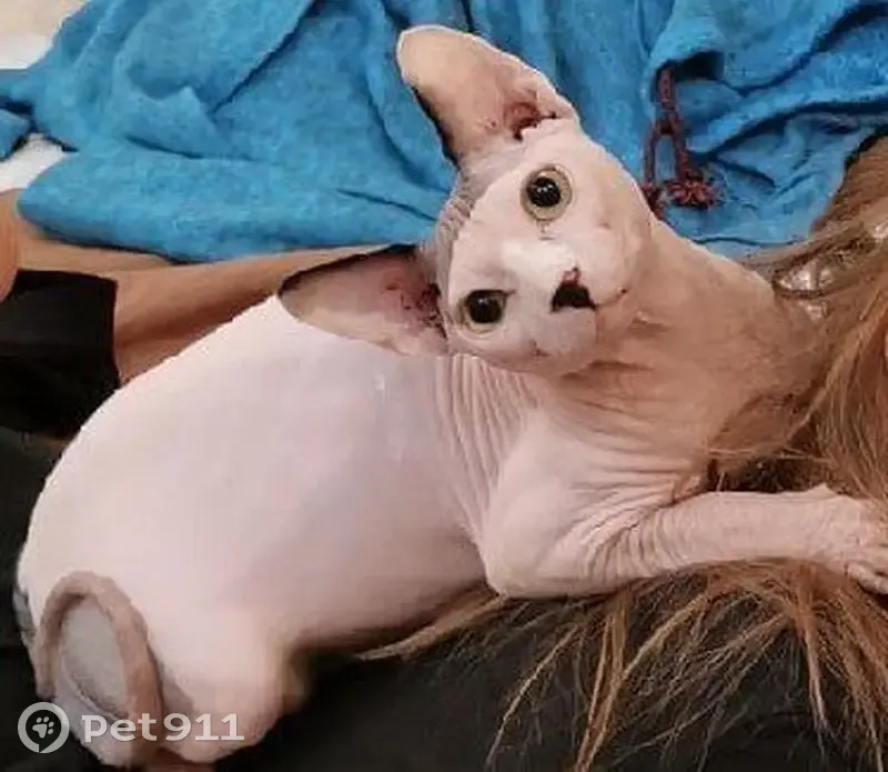 Пропала кошка, Тюменский - кот сфинкс, белый с пятнами - photo