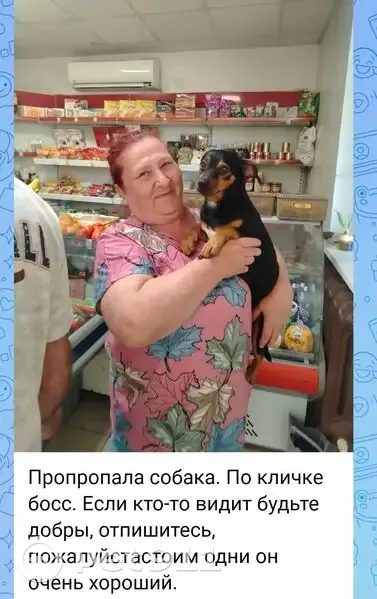 Пропала собака, Яхрома, Московская область — кличка Босс, очень дружелюбный - photo