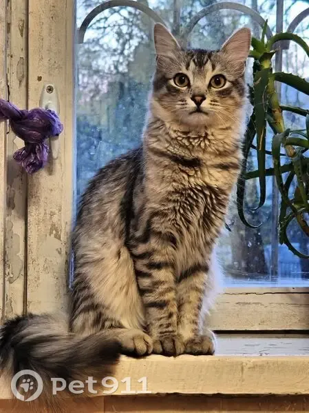 Пропала кошка, Халтуринская улица, 14 к3, Москва — светло-серая, полосатые лапы, пушистый хвост - photo