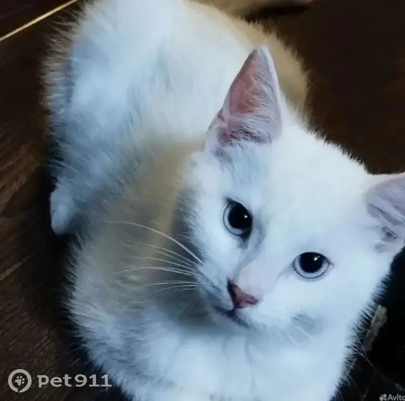 Пропала кошка, улица Шмидта, 25, Щёлково — чисто белая, откликается на Митя-Муся - photo