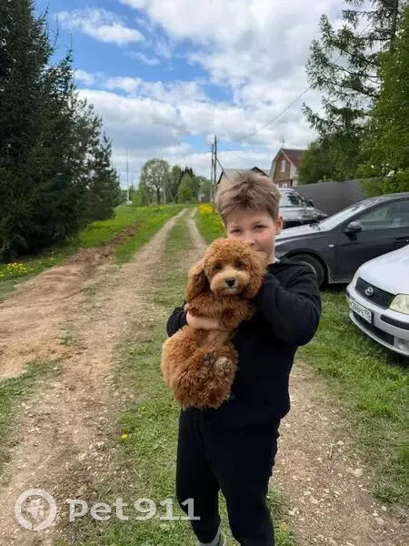 Пропала собака, 31, Новиково — светло-жёлтая, откликается на кличку Лилу - photo