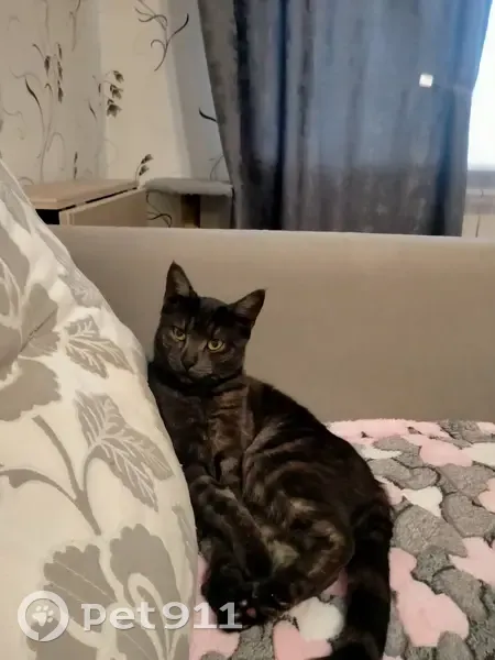 Пропала кошка, Молчановская улица, 1, Киров — кот Мартин, 1,5 года, контактный - photo