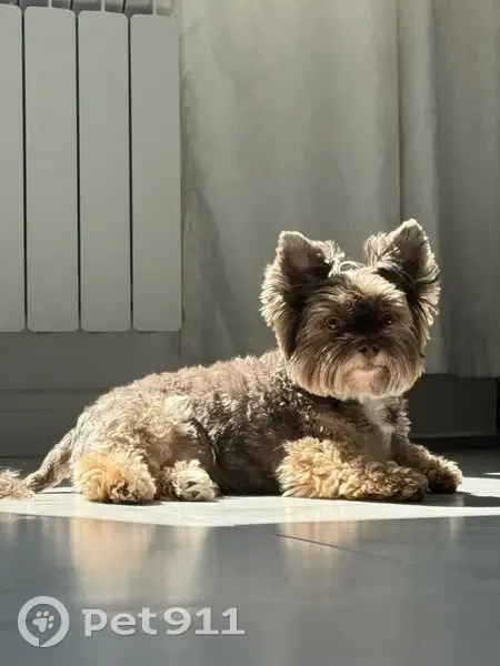 Пропала собака, Пушечная улица, 5, Домодедово — белая грудка, коричнево-серый окрас - photo