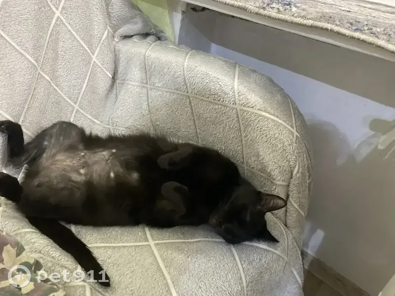 Пропала кошка, Арзамас, Нижегородская область — чёрный кот, дворняга, на животе мало шерсти - photo