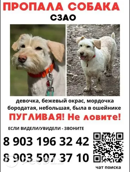 Пропала собака, Митинская улица, Москва — небольшая, пугливая, в ошейнике с адресником - photo