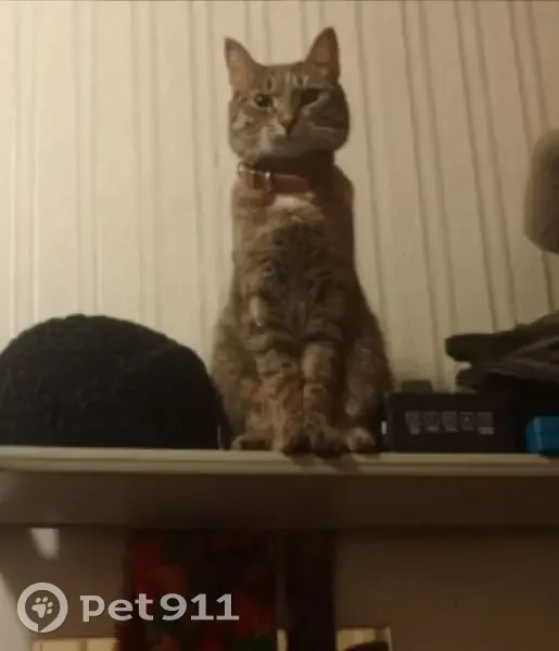 Пропала кошка, Гражданский проспект, 9, Санкт-Петербург — коричневая с желто-рыжими пятнами, в ошейнике с кличкой «Кенни» - photo