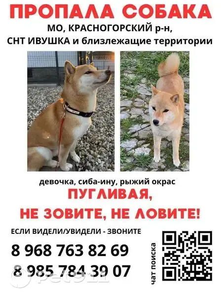 Пропала собака, СНТ Ивушка, Солнечногорск — сиба-ину, рыжая, кличка Юки - photo