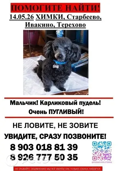 Пропала собака, СНТ Водник, Химки — карликовый пудель, очень пугливый, в оранжевом ошейнике - photo
