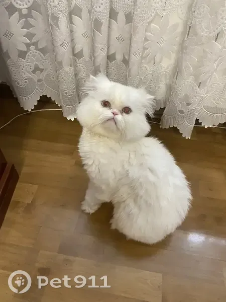 Пропала кошка, улица Воровского, 3, Мытищи — белая, голубые глаза, кличка Маркиз - photo
