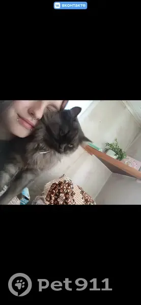 Пропала кошка, Крестьянская улица, 13, Киров — чёрно серо белая, с ярко жёлтыми глазами - photo
