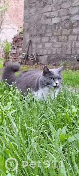 Пропала кошка, улица Академика Королёва, 19, Астрахань — серо-белая, очень пушистая, хвост гофрированный - photo