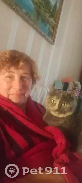 Пропала кошка, улица Свободы (дублёр), 81 к2, Москва — 15 лет, мордочка половина серая, половина бежевая - photo