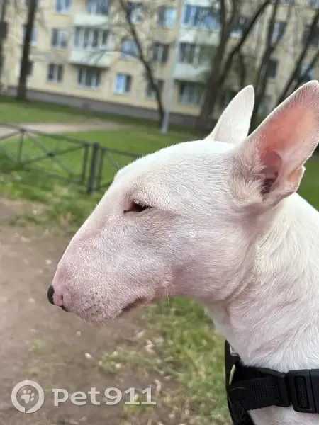 Пропала собака, Южное шоссе, Всеволожск — девочка мини бультерьер, хромает - photo
