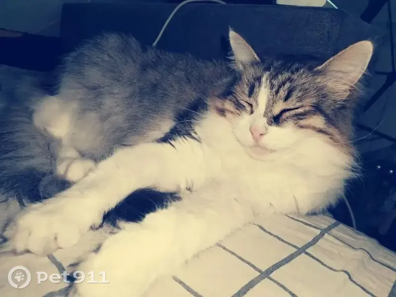 Пропала кошка, улица Гагарина, 25, Жуковский — зелёные глаза, трёхцветная, полного телосложения - photo