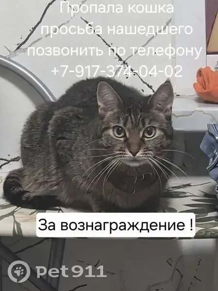 Пропала кошка, улица Чапаева, 15, Жуковский — серо-коричневый полосатый окрас, на ушках небольшие кисточки - photo